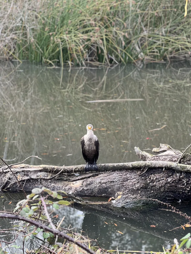 Cormorant perched on a log over calm water