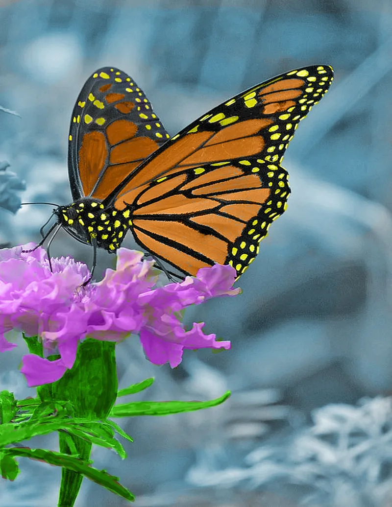 Monarch butterfly on purple flowers, multiply and color blending